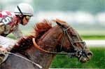 Horse Betting